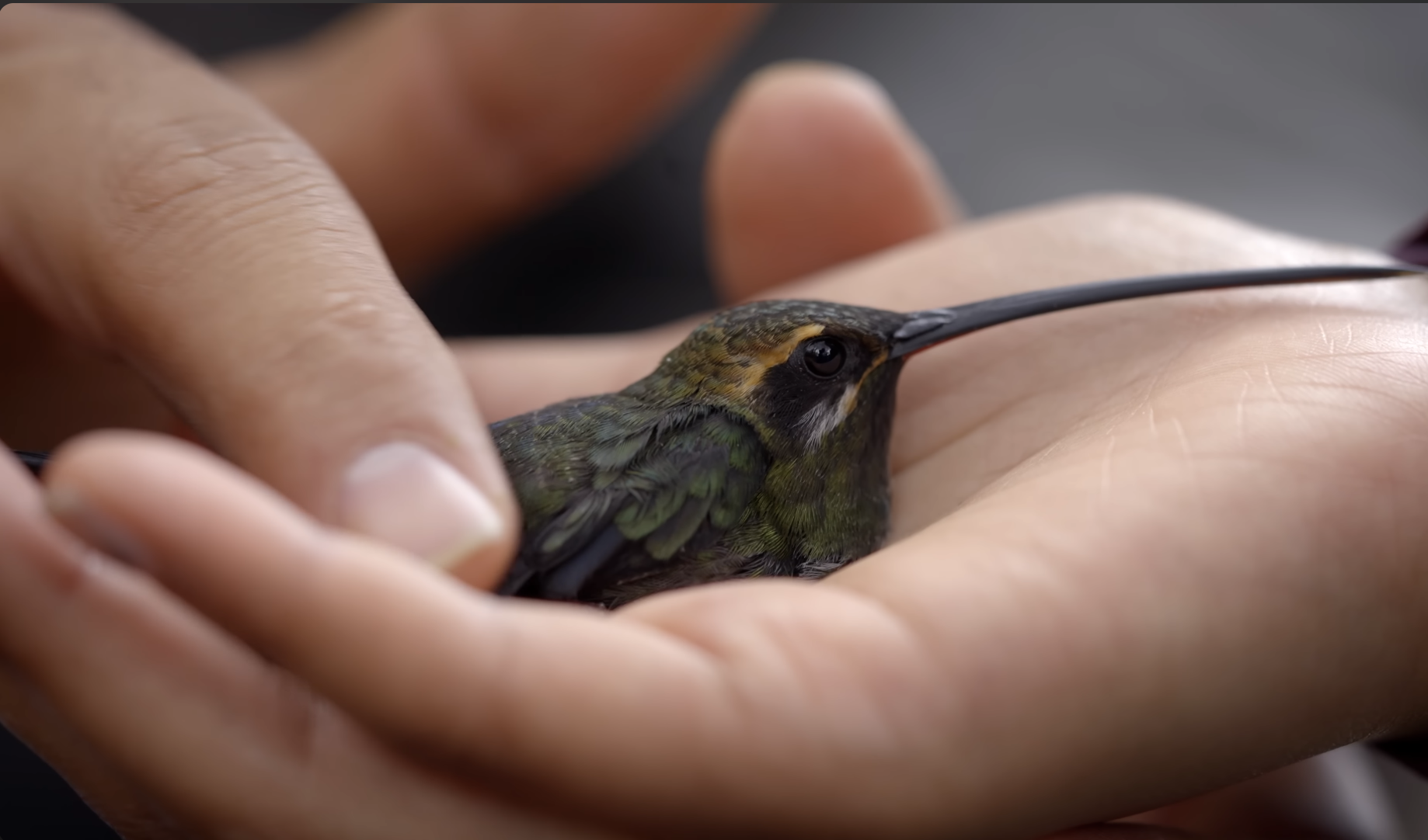 A close-up of a person gently holding a small green hummingbird in their hands.